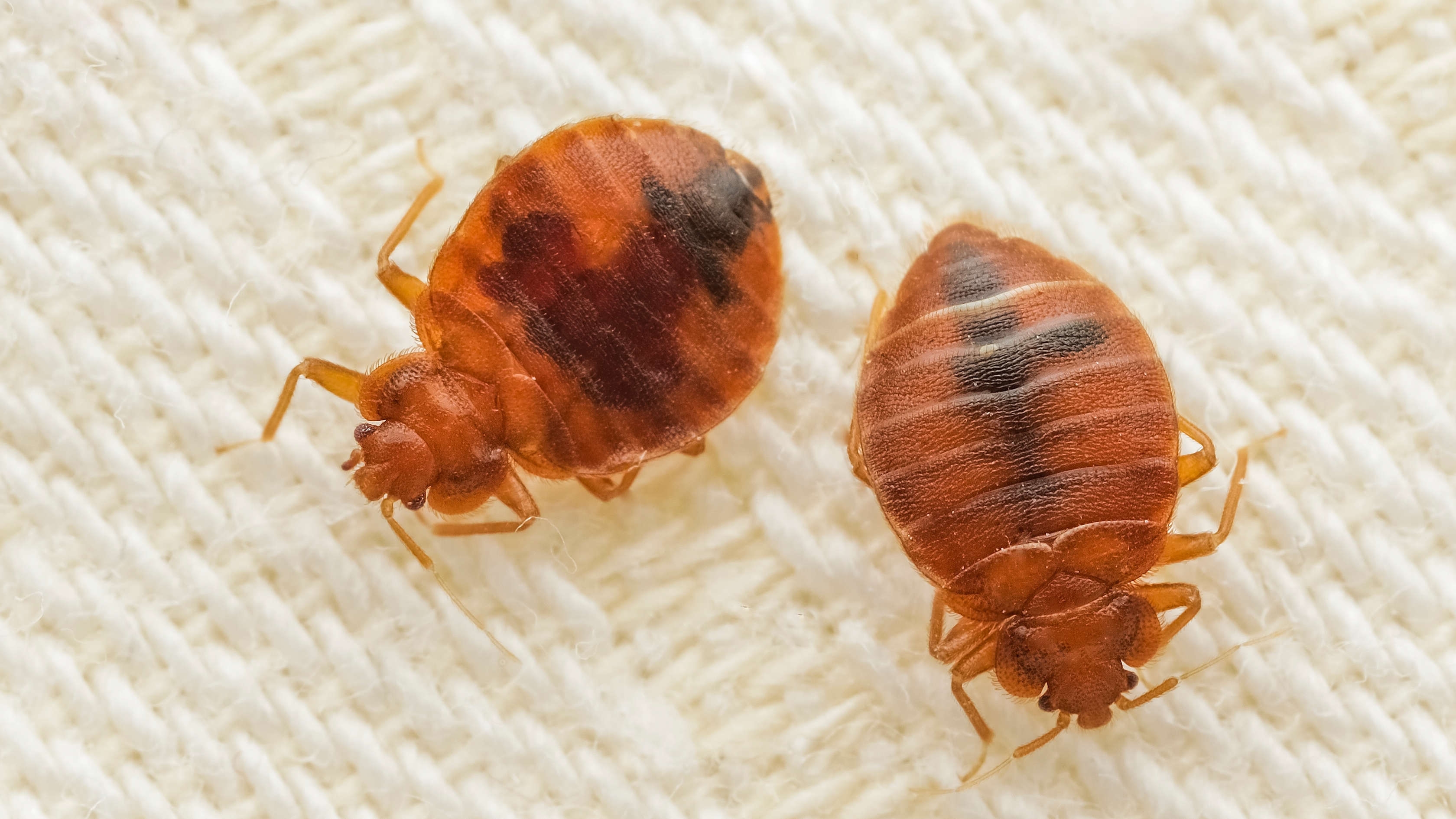 I'm a mattress expert — this is the one thing I recommend to control bed bugs this summer