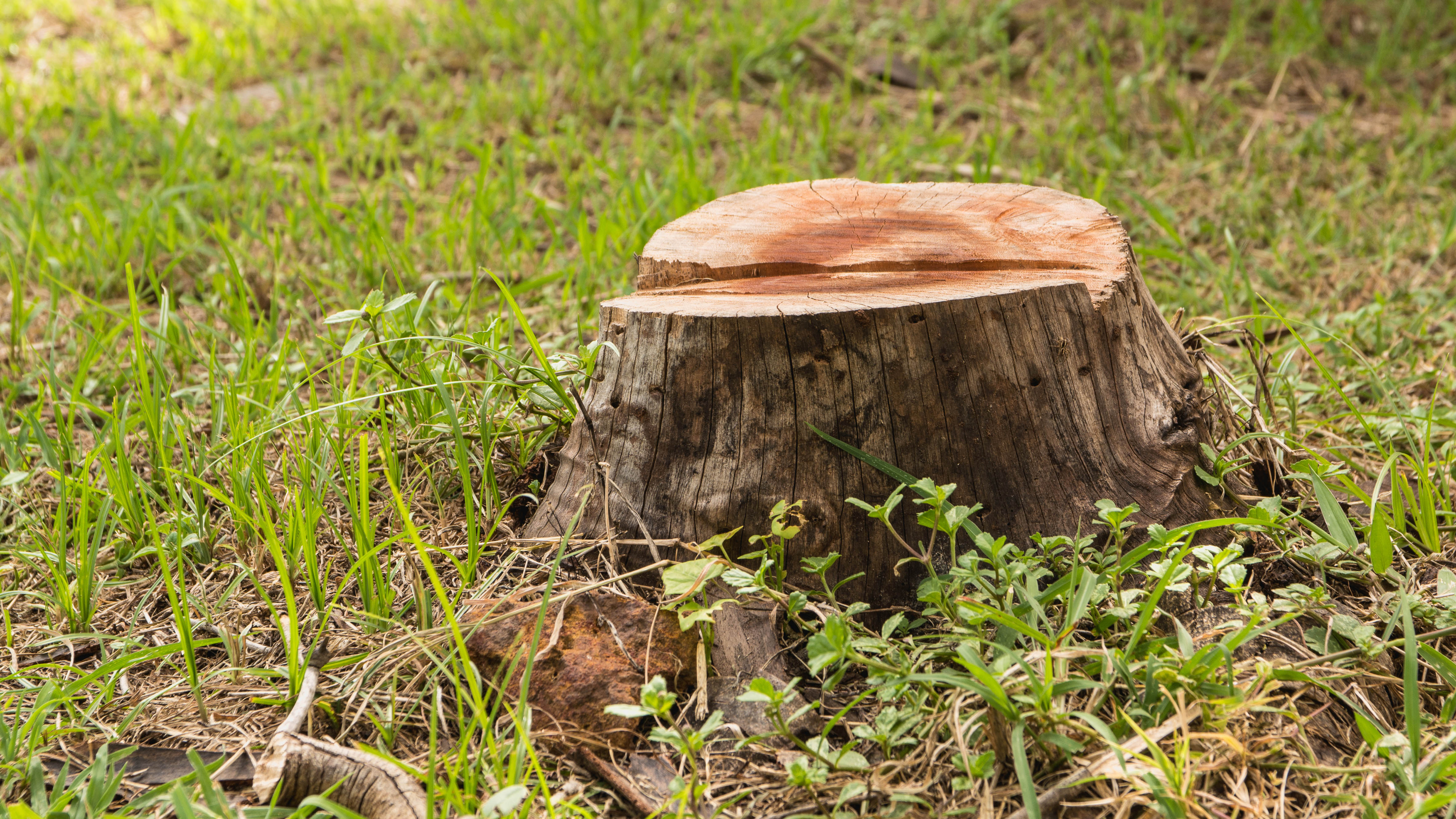 This bathroom ingredient is the easiest way to remove a tree stump in your yard — you'll be surprised