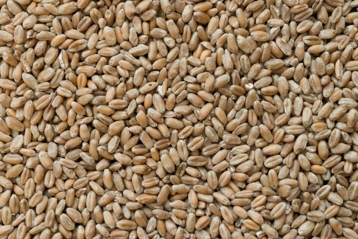 Tunisia issues tender for 75,000 tons of soft milling wheat