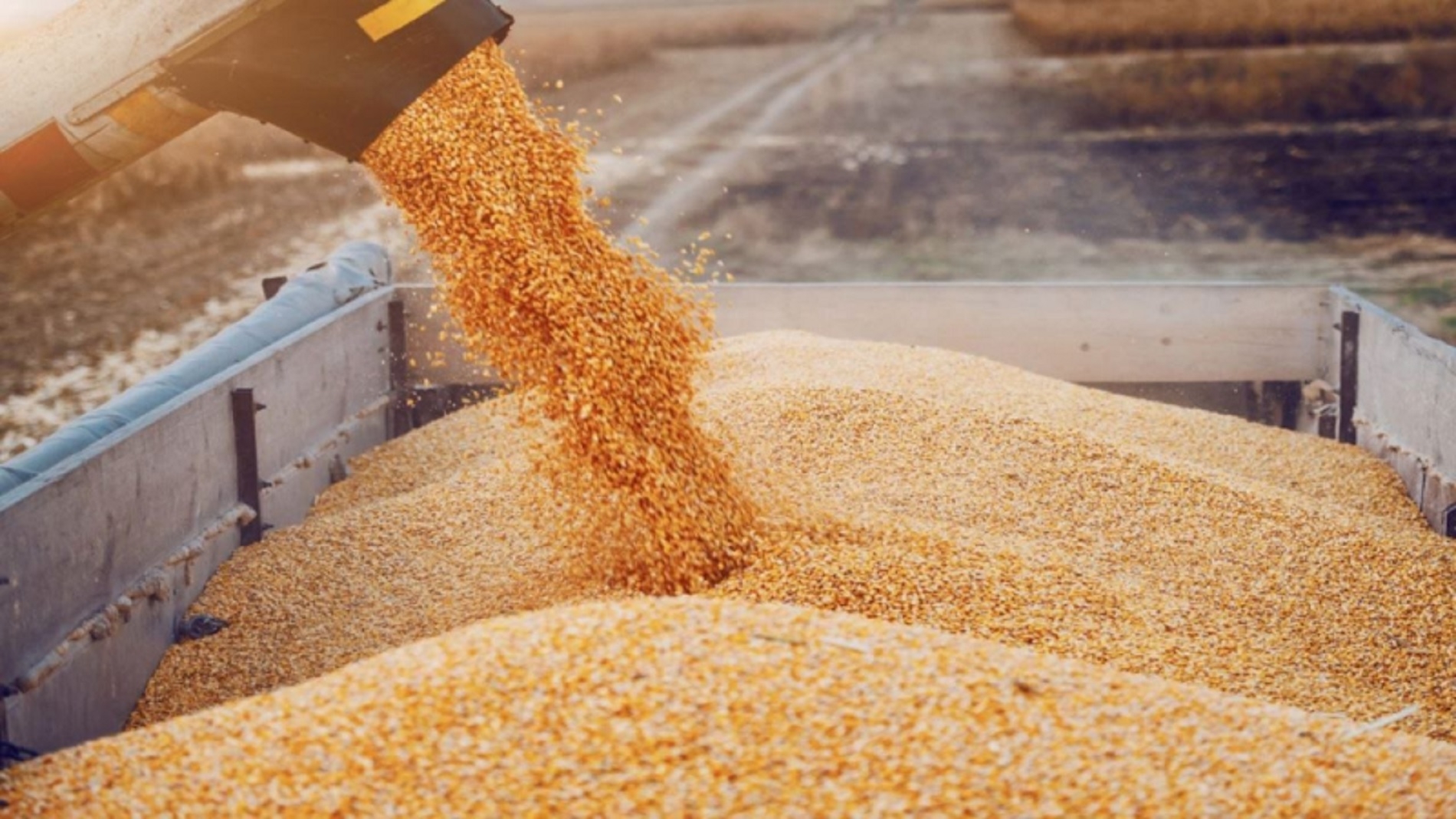 Tunisia purchases 100,000 tons of soft wheat