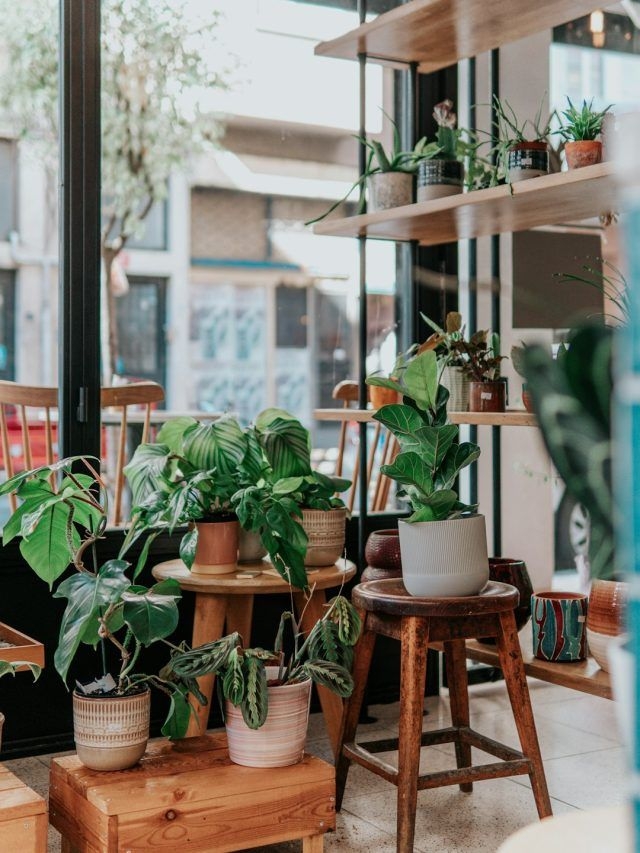 7 Indoor Plants That Bring Wealth and Peace to Your Home