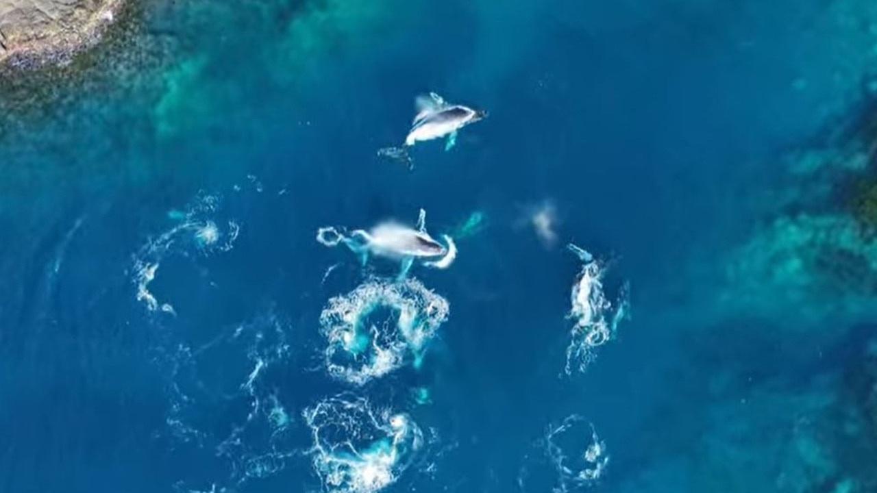ORRCA volunteer captures rare footage of six humpbacks on a heat hunt in a tiny bay along Shellharbour's coastline