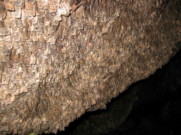 Moth uses stars to navigate long distances, scientists discover