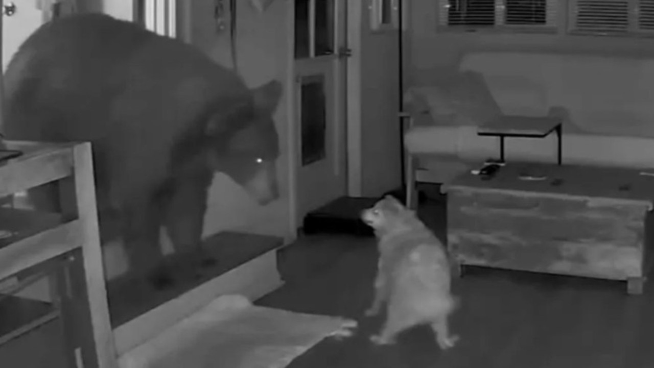Brave dog takes on scary beast