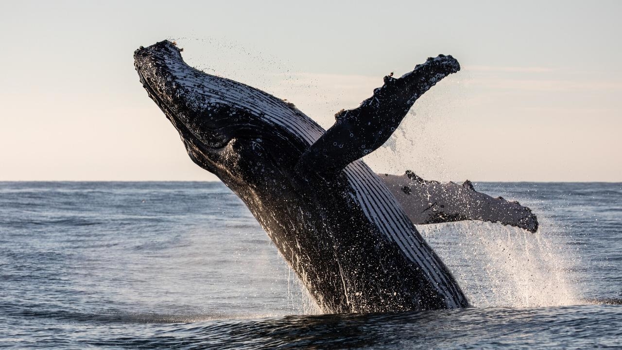 ‘Strong start' to whale watching season in Victoria