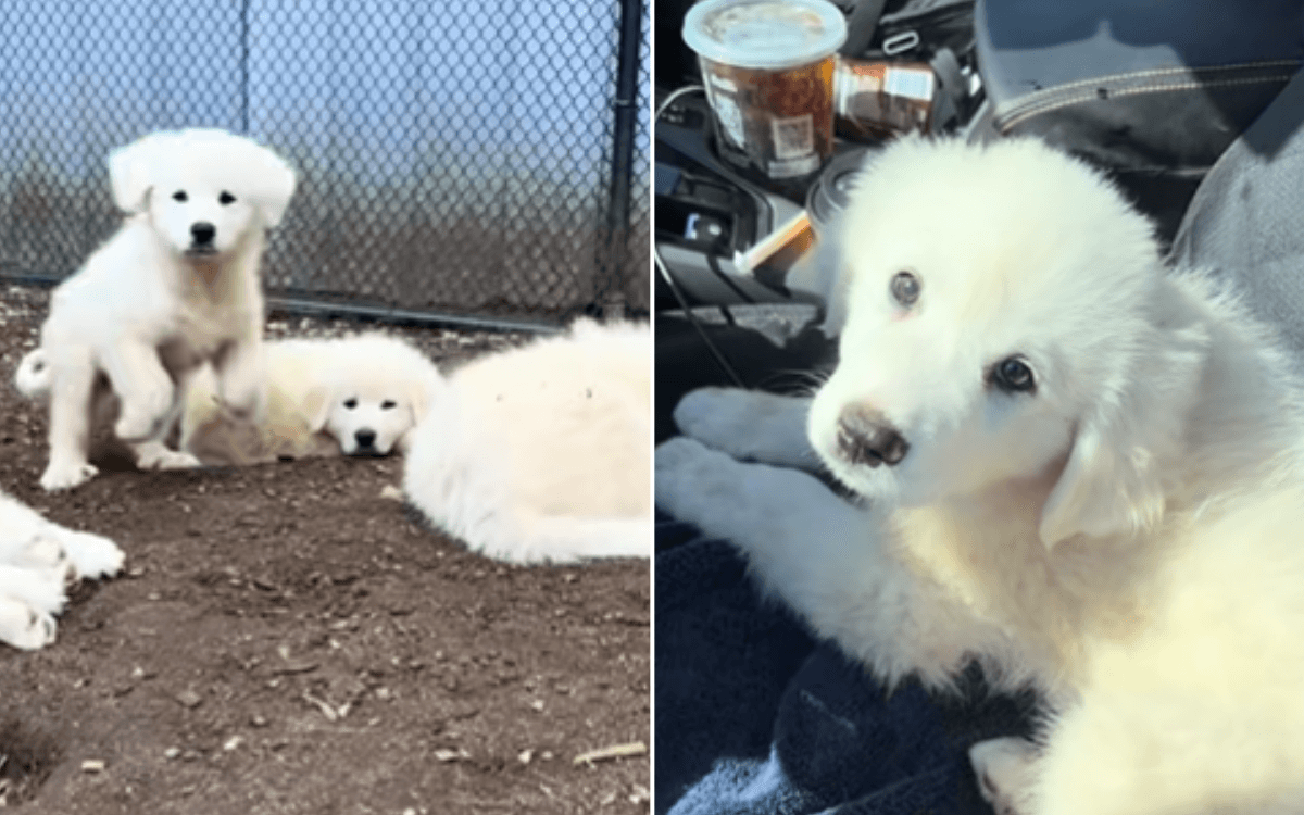 Tears at Reason Dog Started Carrying Her Puppies To Neighbor's House—'Safe'