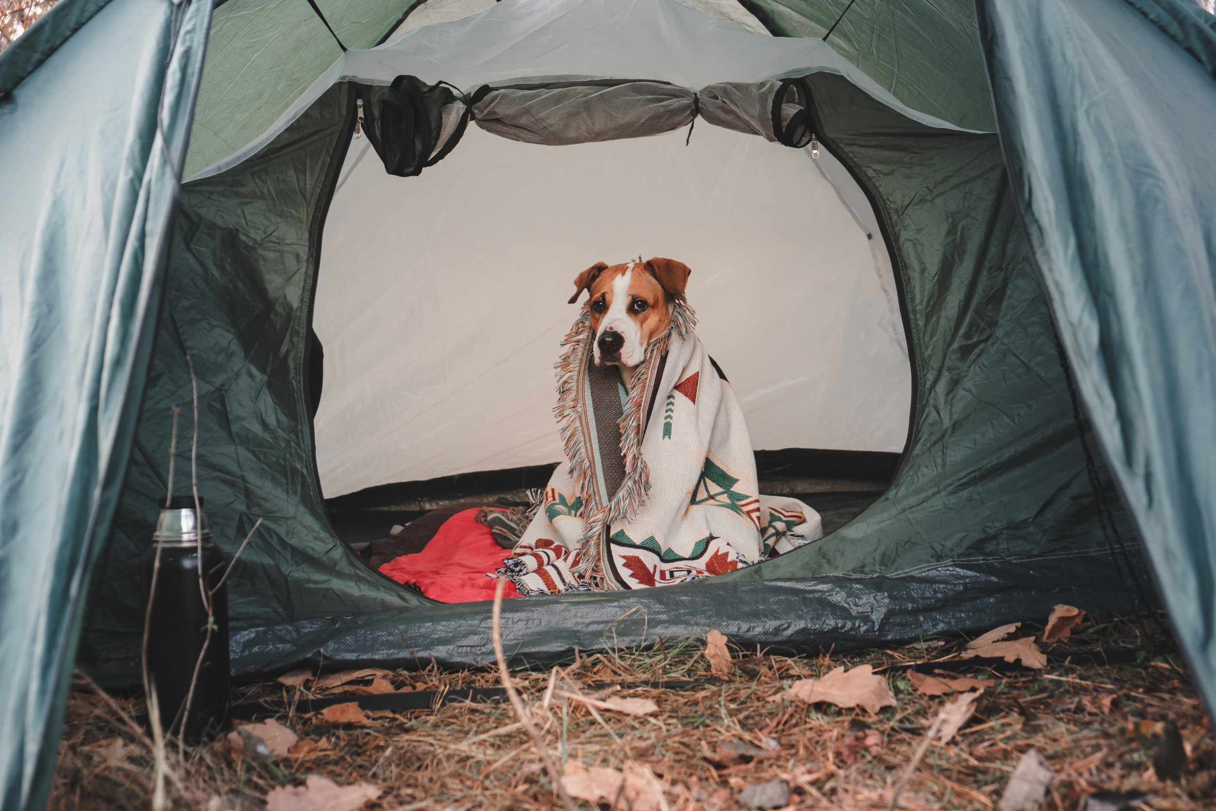 Moment 'Indoor Dog' Realizes He's on a Camping Vacation