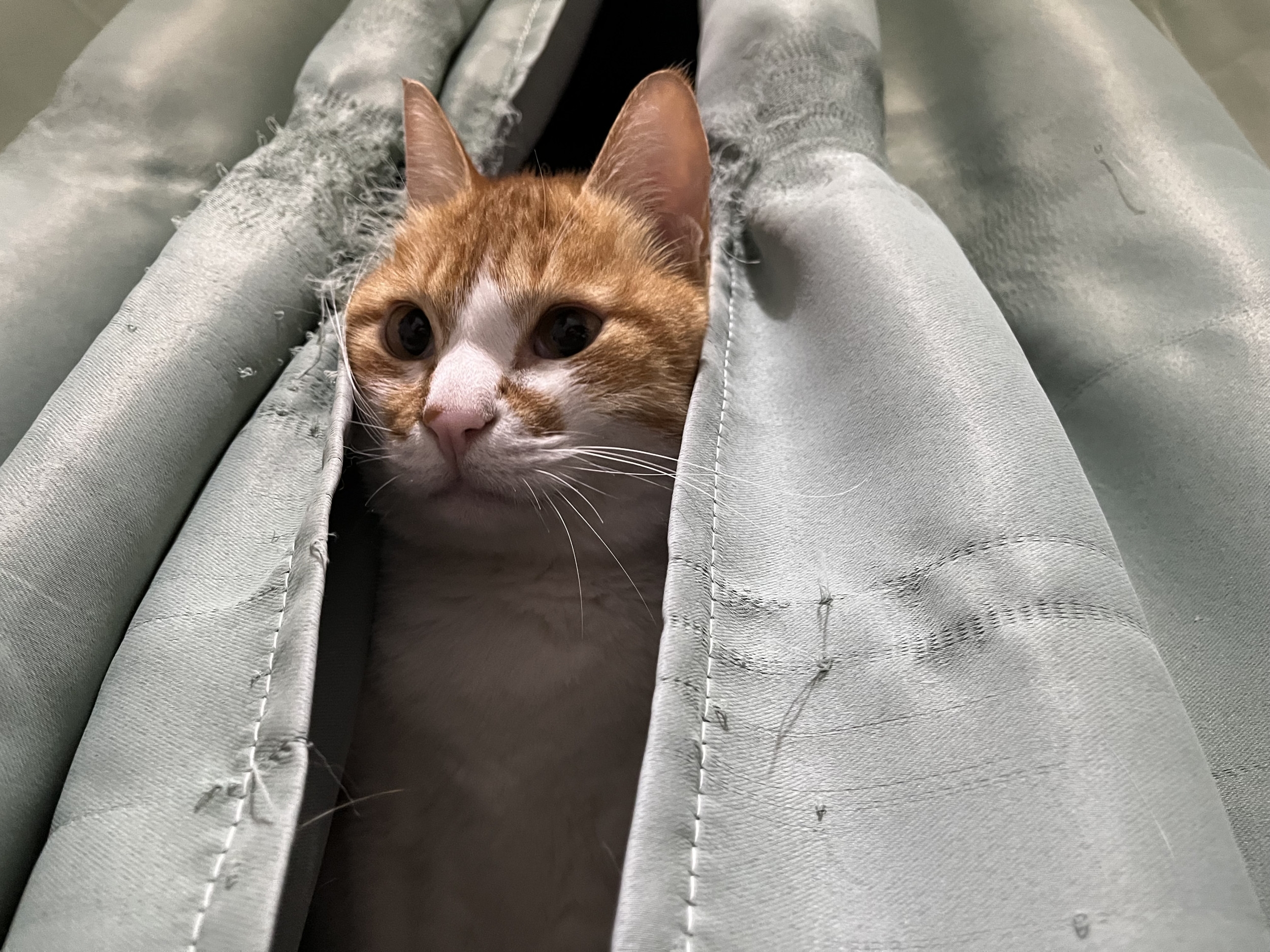 Cat's Way of Spying on Owner Leaves Internet in Hysterics
