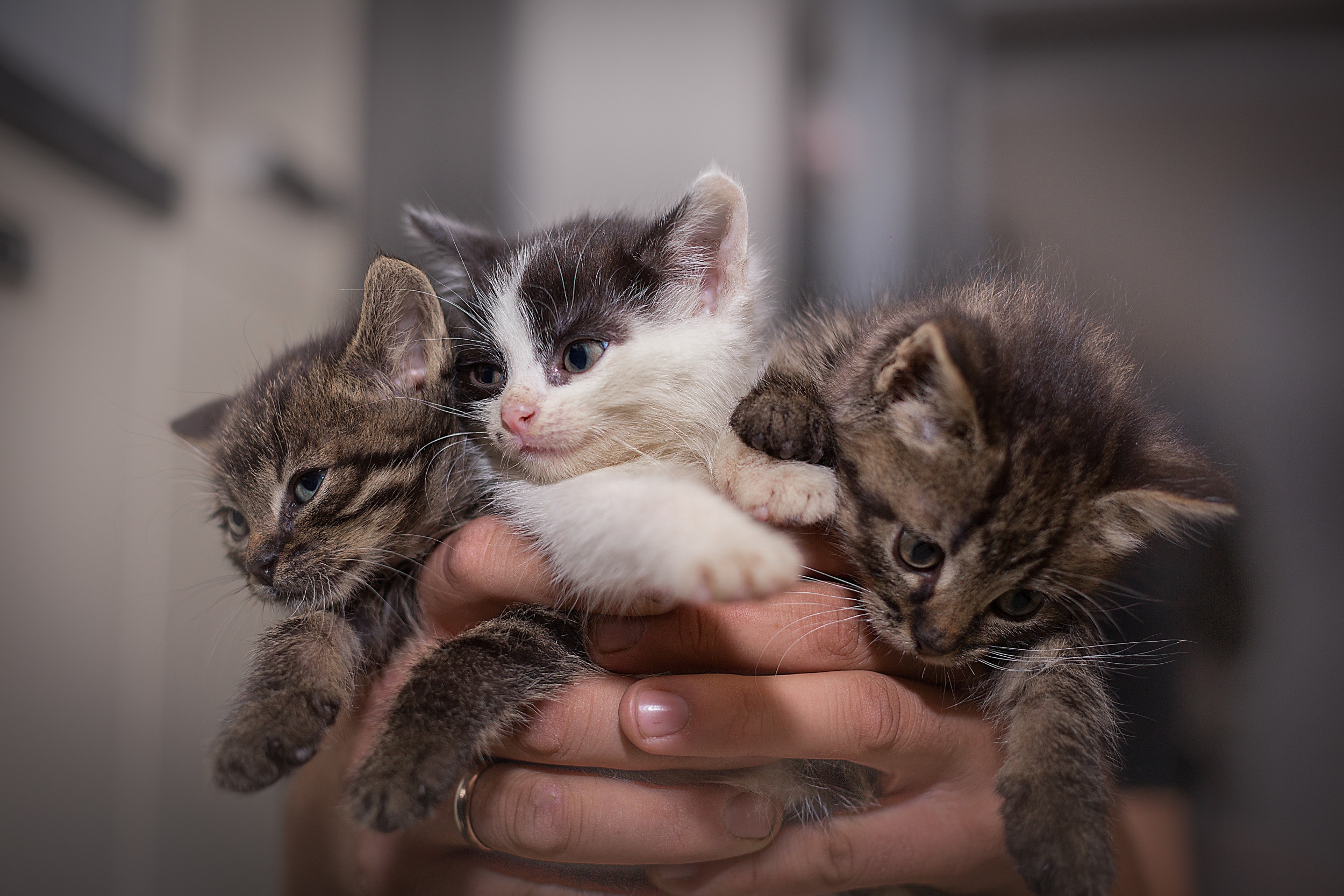 Cat Has Kittens—Then Owner Notices Something Unexpected and Goes Viral