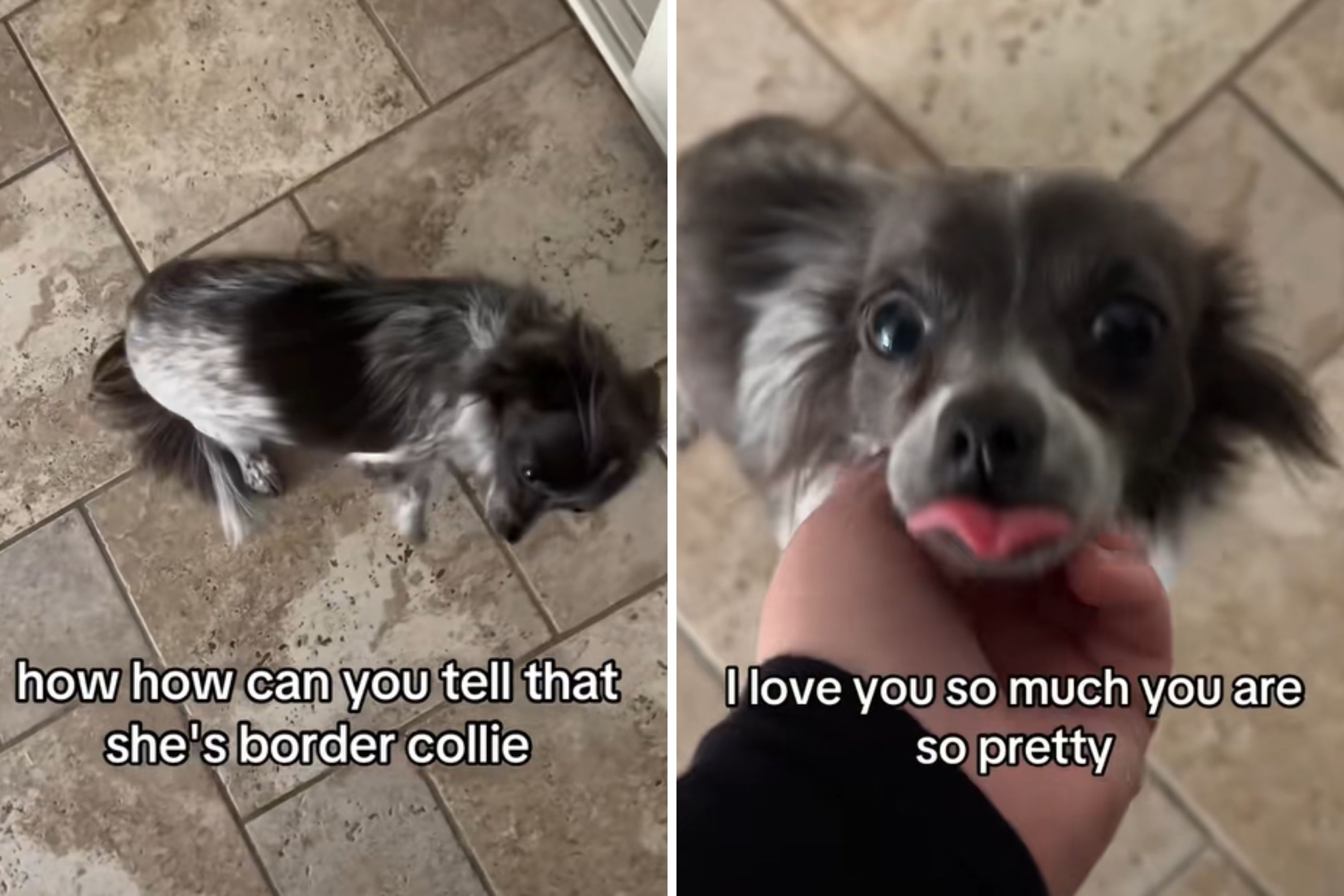 Woman Told Adopted Dog Is Chihuahua-Border Collie, People Aren't Convinced