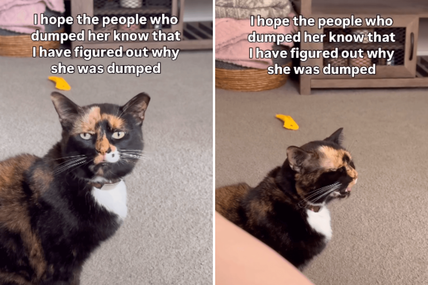 .Woman Has Message for Previous Owner After She 'Figured Out' Why Cat Dumped