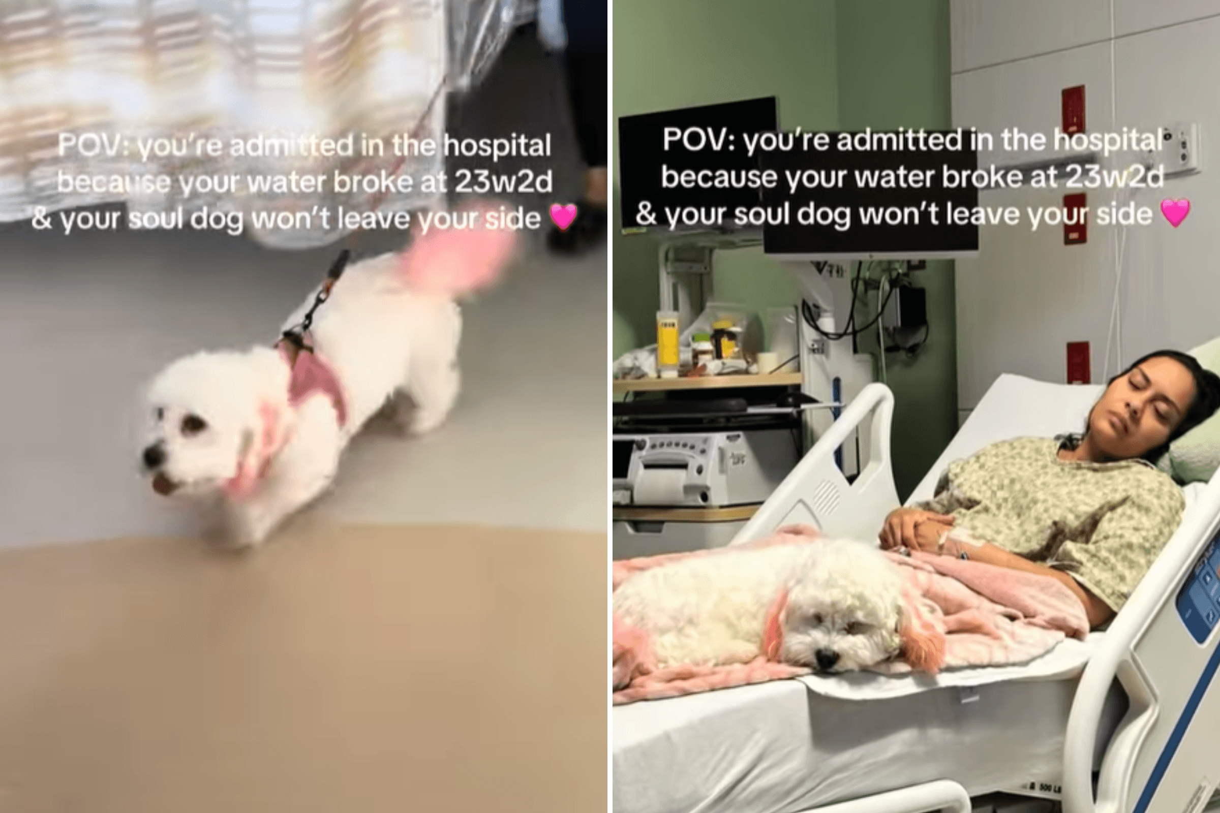 'Soul Dog' Refuses To Leave Pregnant Owner's Hospital Bed As She Loses Baby