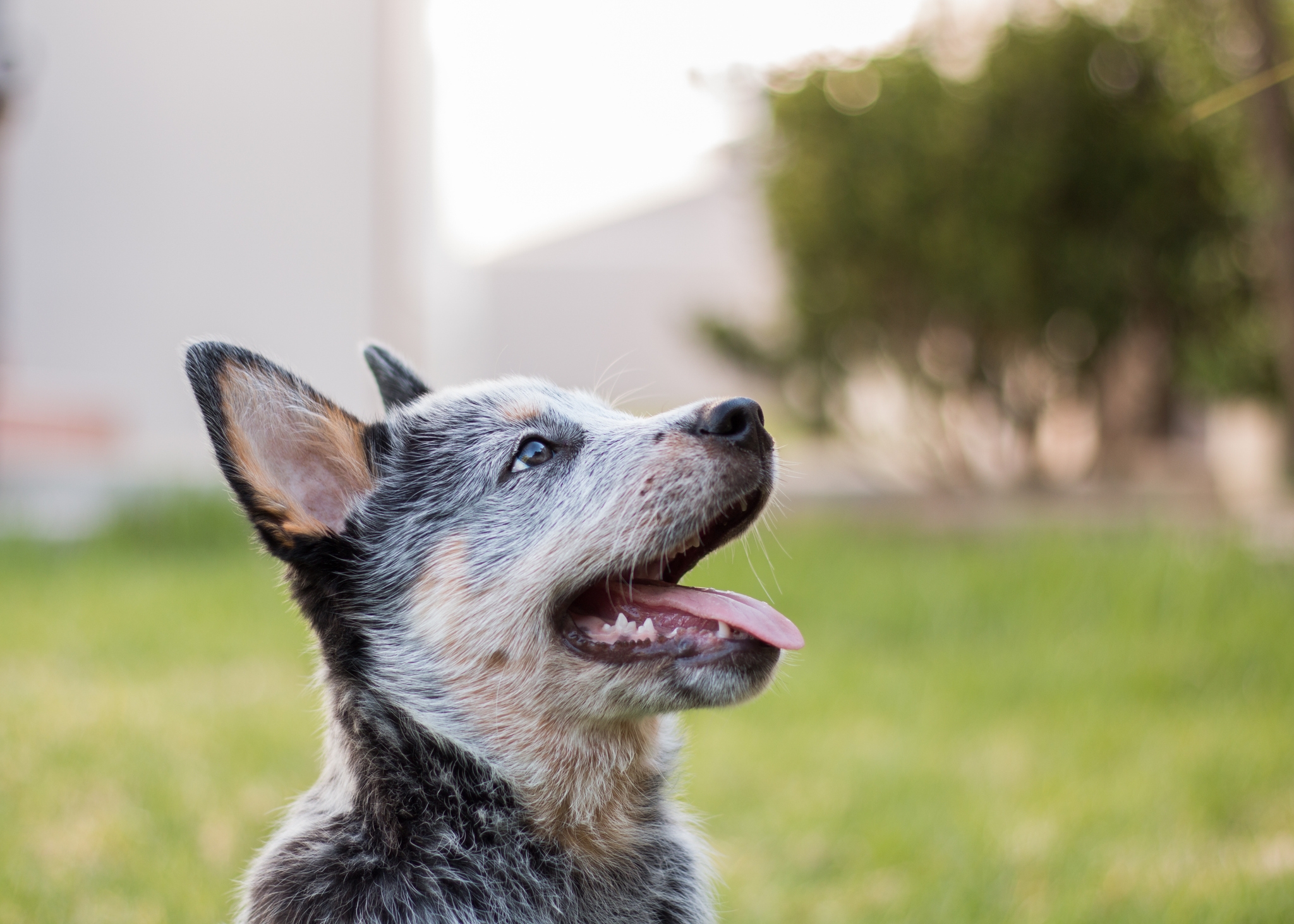 Woman Plays with Neighbor's Deaf Puppy—Can't Cope with Bark: 'Doesn't Know'