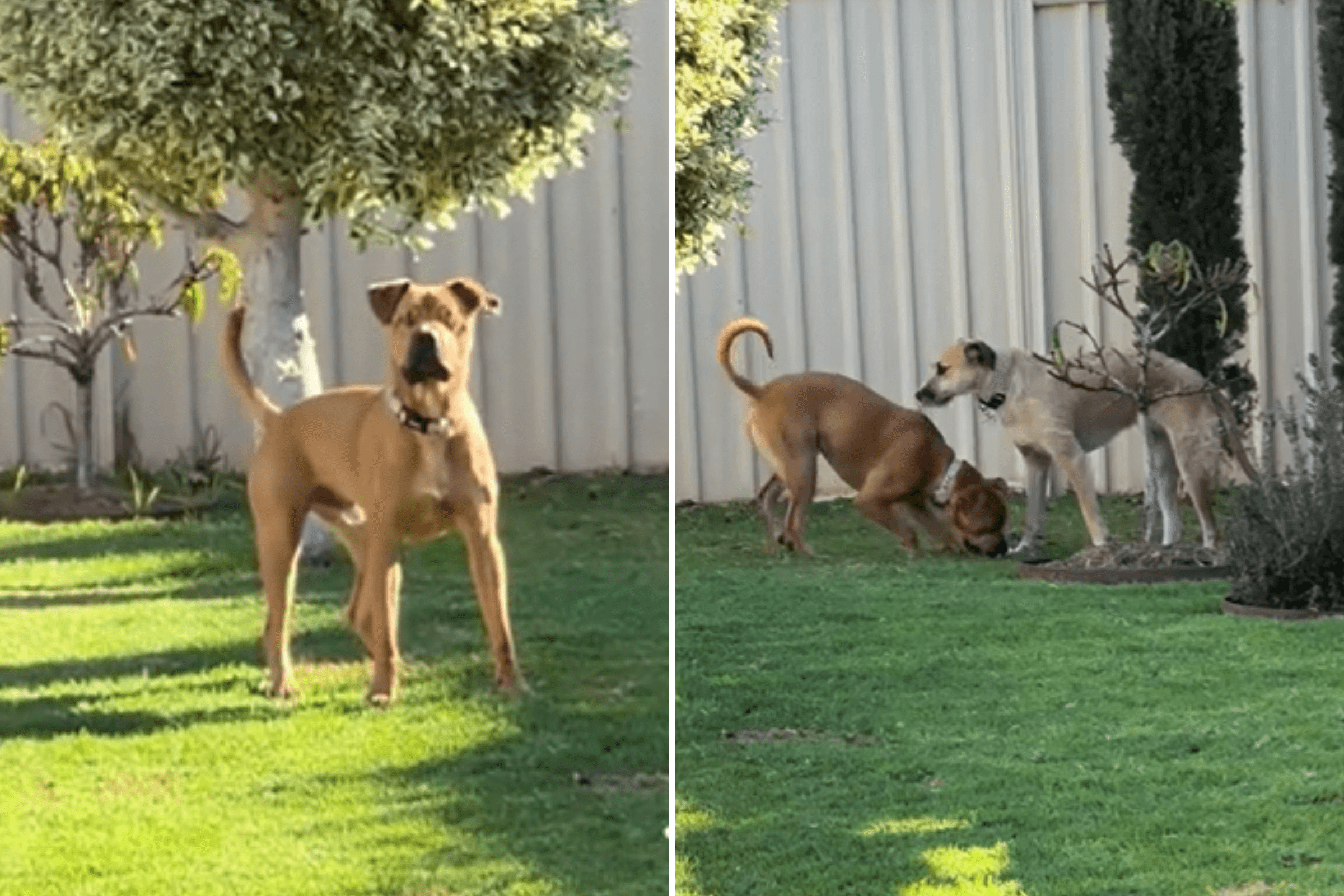Sweet Moment Rescue Dog Steps Up to Help her Blind Brother Find His Ball