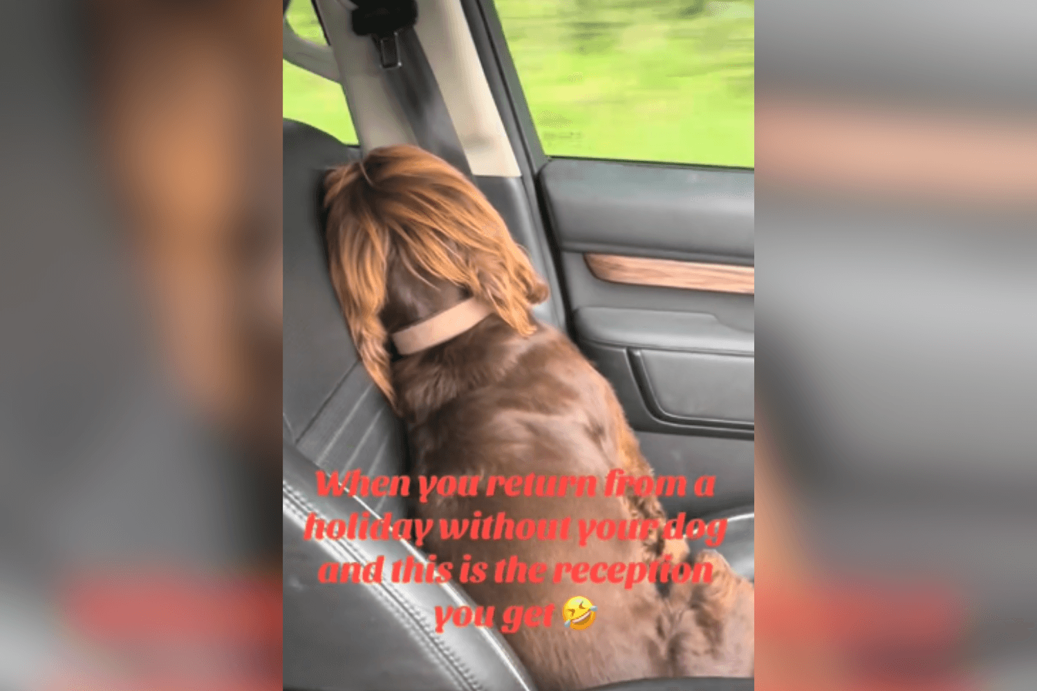 Dog Makes Feelings Clear When Owner Returns From Holiday Without Her