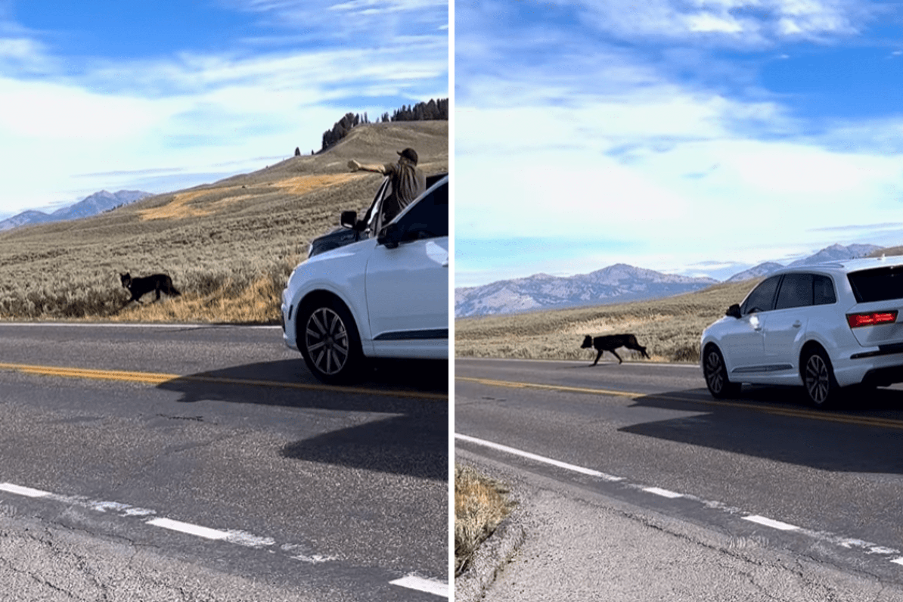 Traffic Stops for Giant 'Dog' in Yellowstone—Then People Realize What It Is