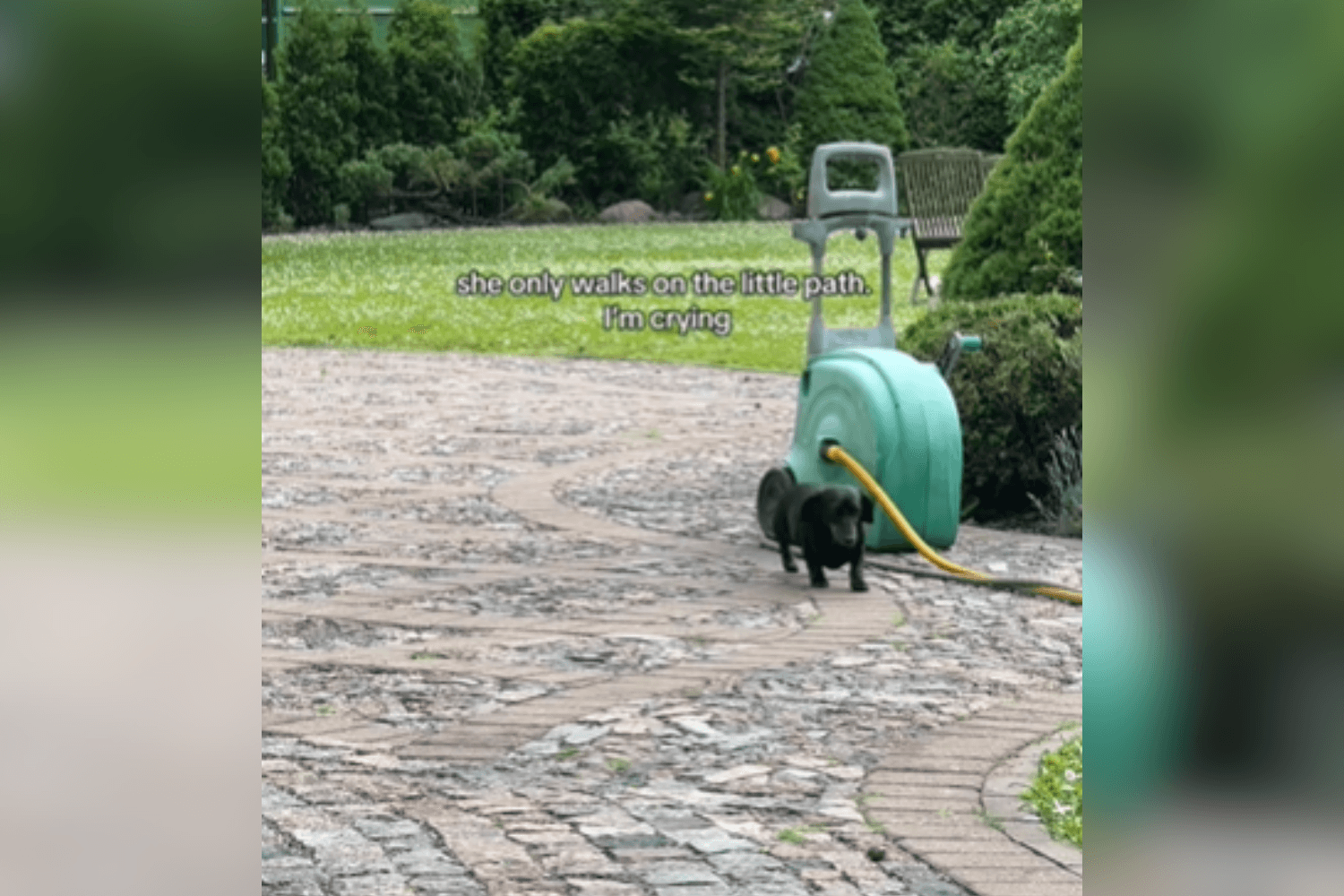 Owner Cries As Senior Dachshund Sticks to Her 'Little Path' in Yard