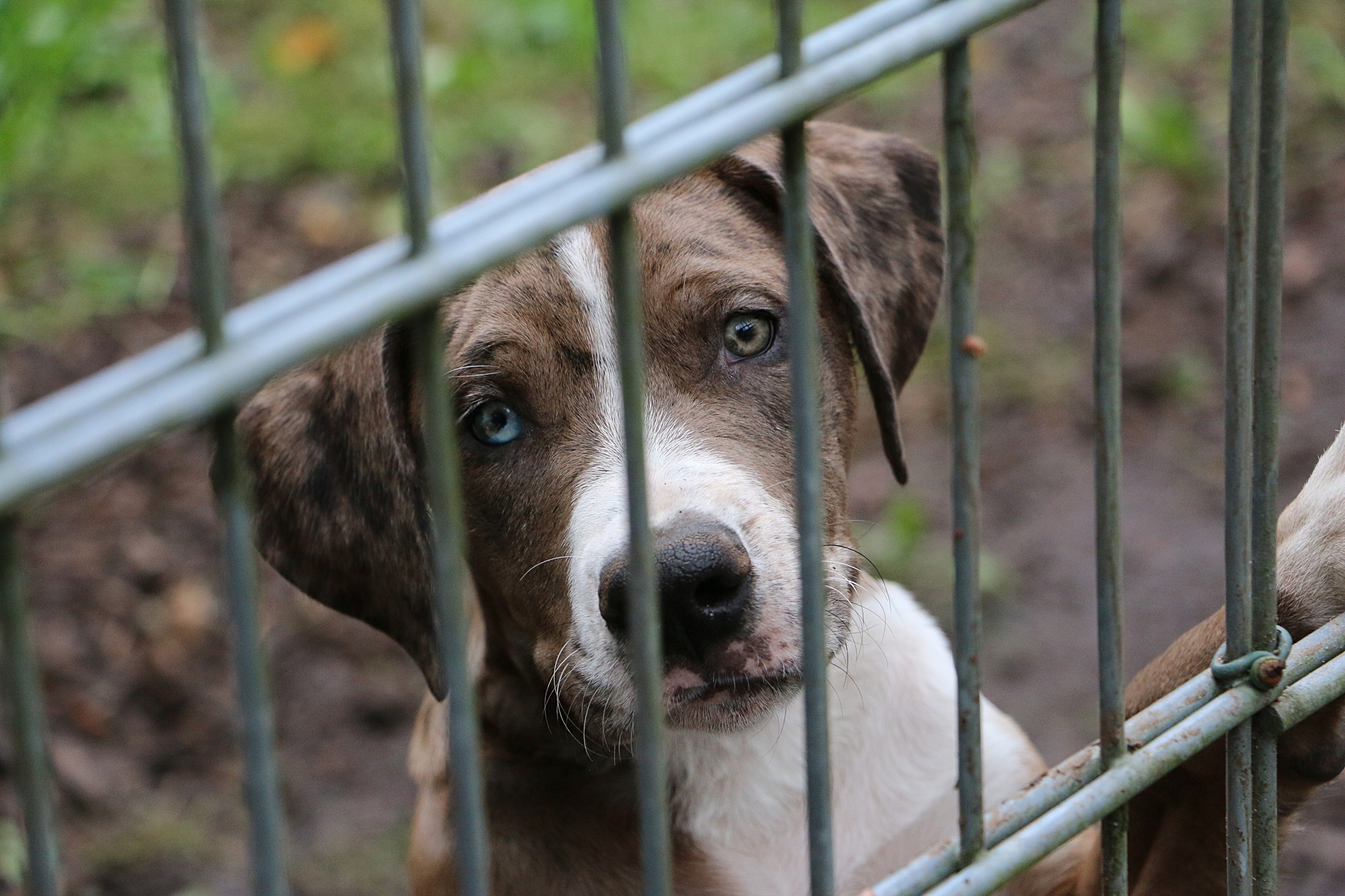 Dog Returned To Shelter With Brother—but More Heartbreak Was Yet To Come
