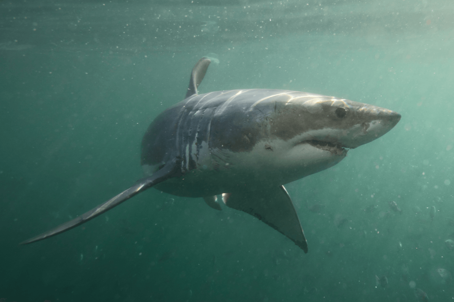 11ft Great White Shark Just Spotted off Long Island Coast As Summer Nears