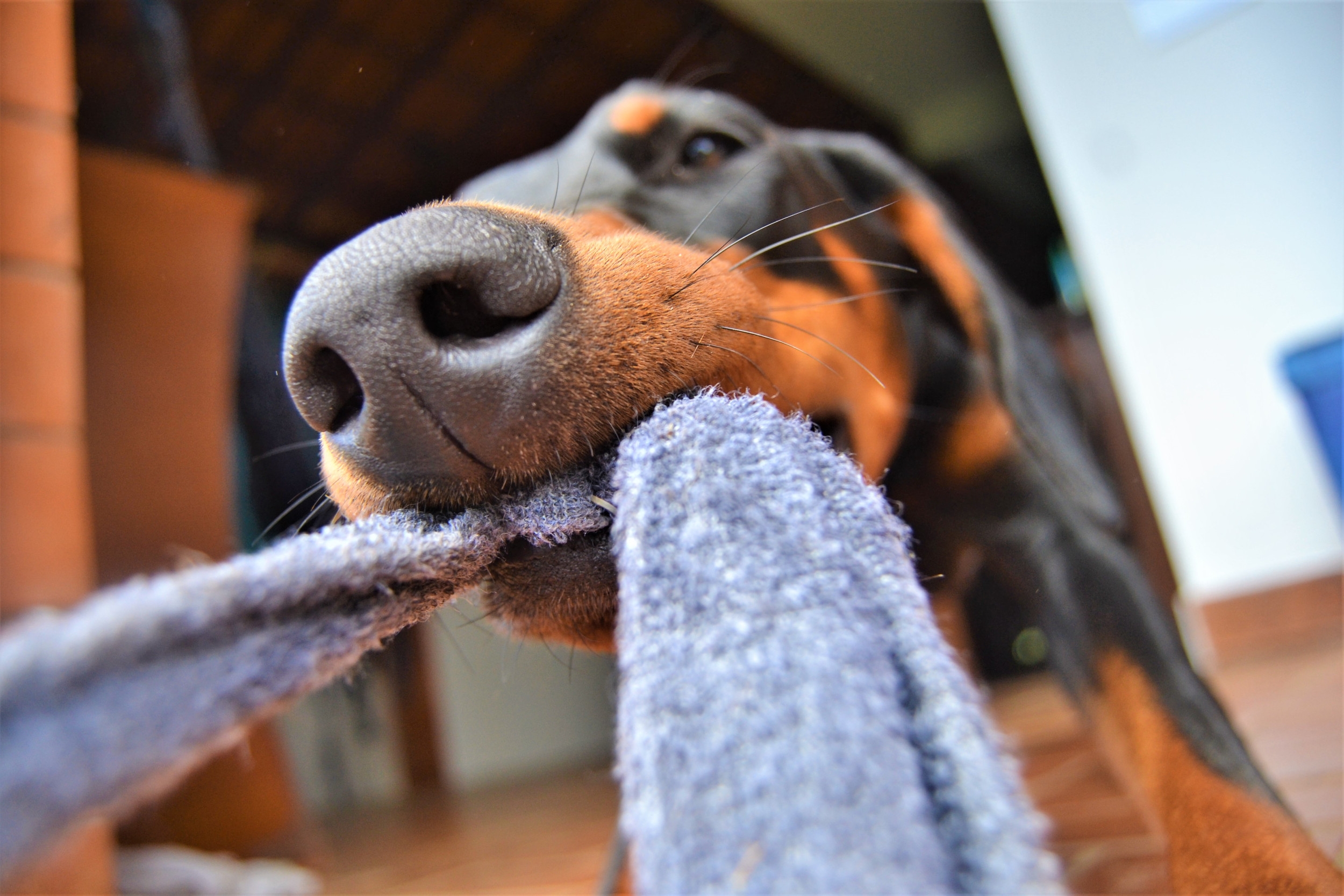 Dog Has Hilarious Reaction As Owner Clears Out His 'Hoarder' Den
