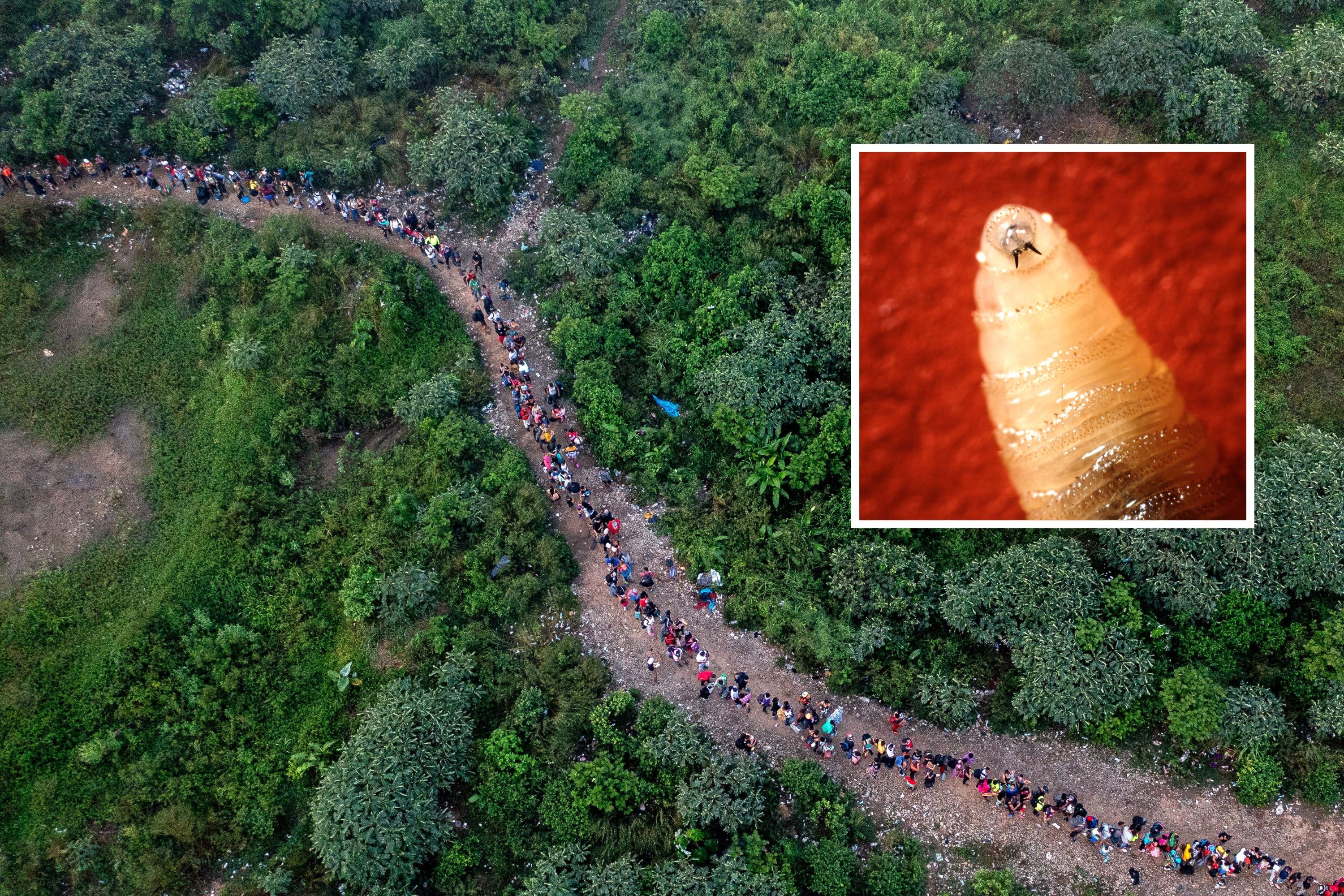 How a Favored Migrant Route Became Invasive Species Superhighway to US