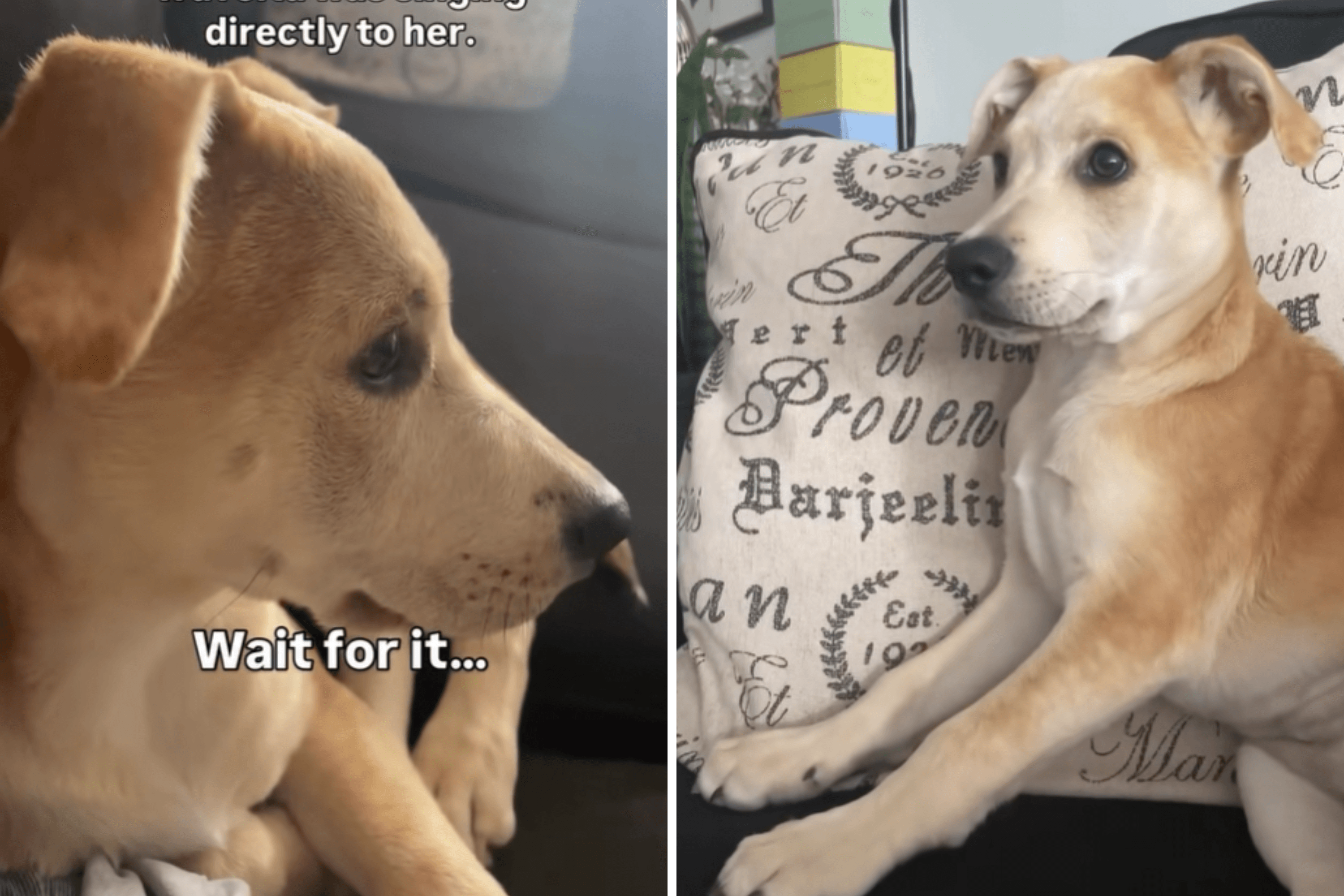 Hilarity at Reason Dog Thinks John Travolta Is 'Serenading' Her on TV