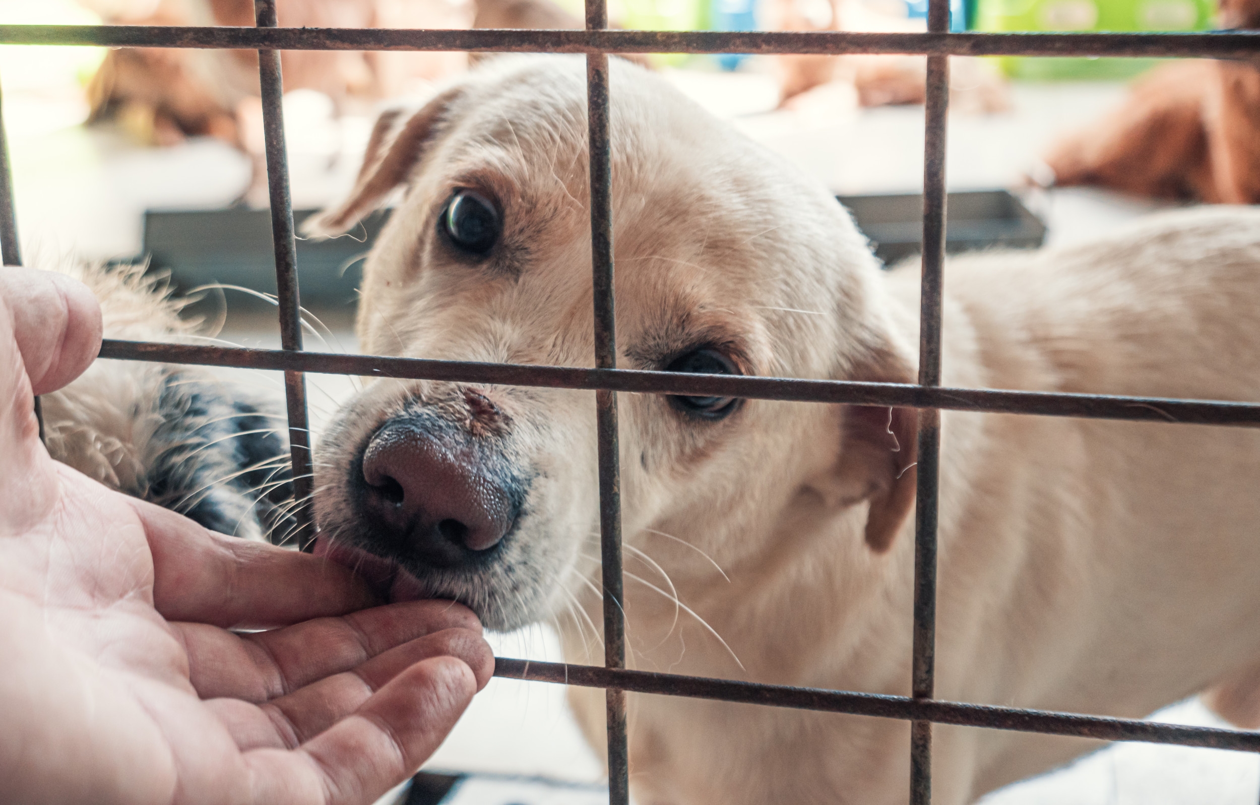 Senior Dog Ends Up in Shelter After Owner Dies—Then Someone Notices Her