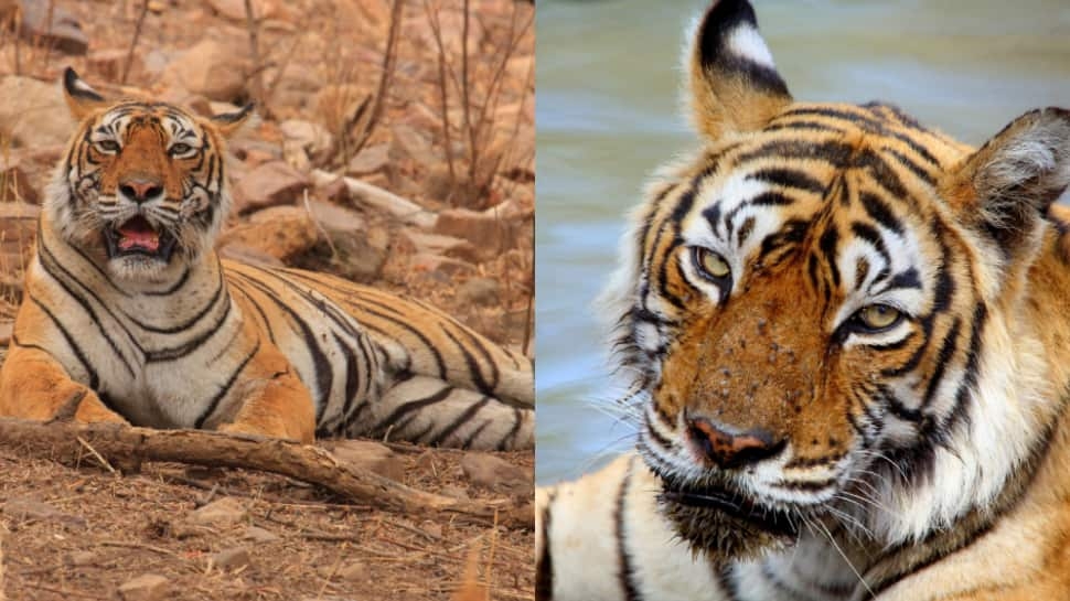 Meet Queen Of Ranthambore: Used To Be World's Oldest-Surviving Tigress In Wild, Passed Away At Age Of...