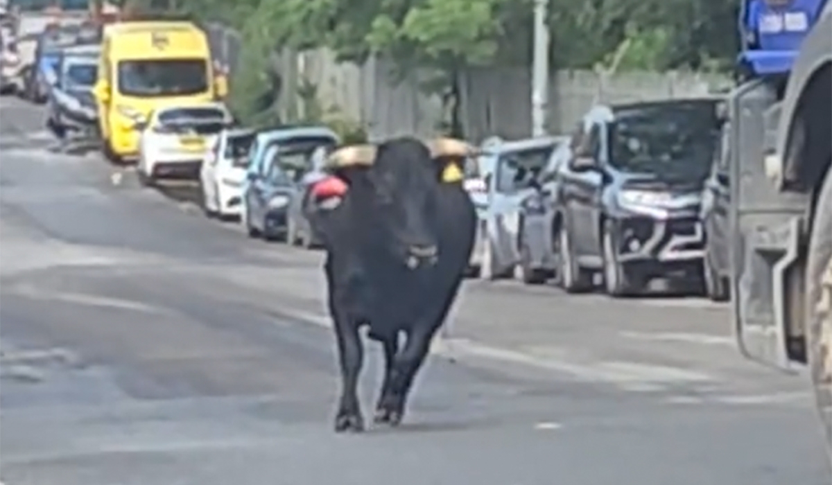 Runaway bull finds sanctuary for life