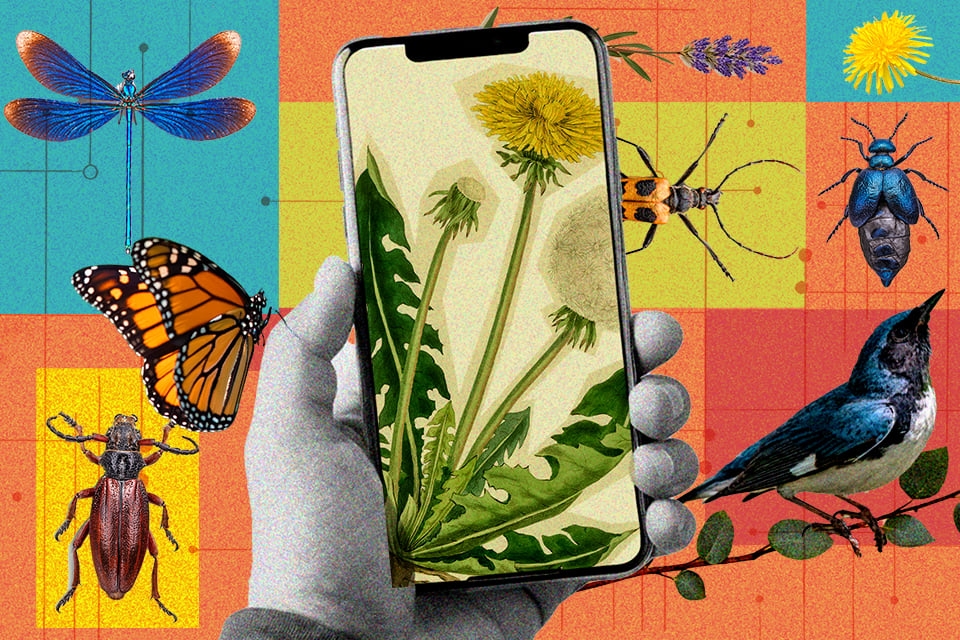 ​​How to Become a Backyard Naturalist With Just Your Smartphone