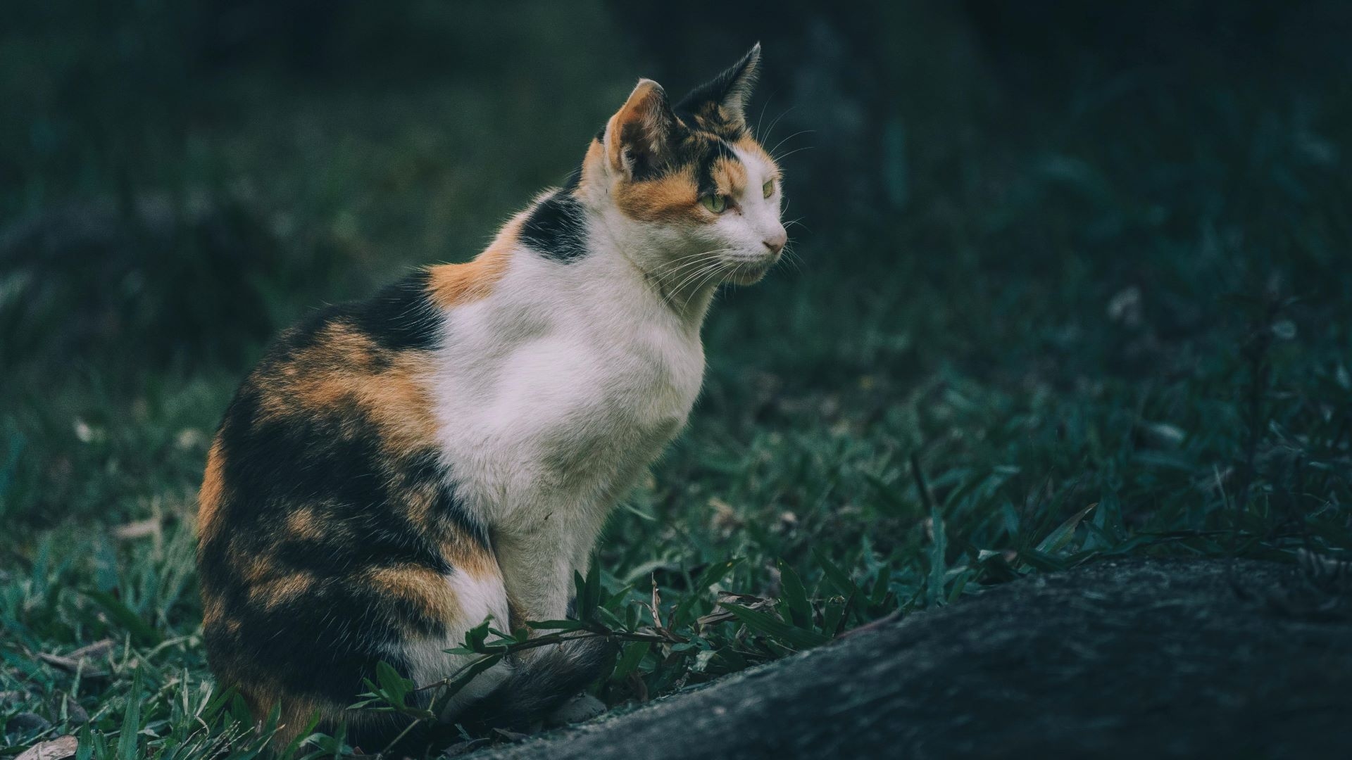 5 Chaotic Facts That Prove Calico Cats Are Tiny Agents Of Chaos!