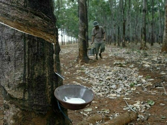 Japanese rubber futures log fourth straight weekly gain on worsening weather