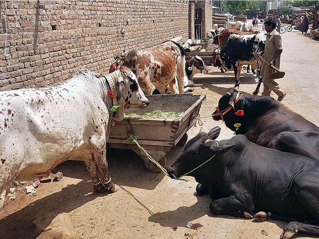 Alkhidmat announces its ‘Qurbani campaign'