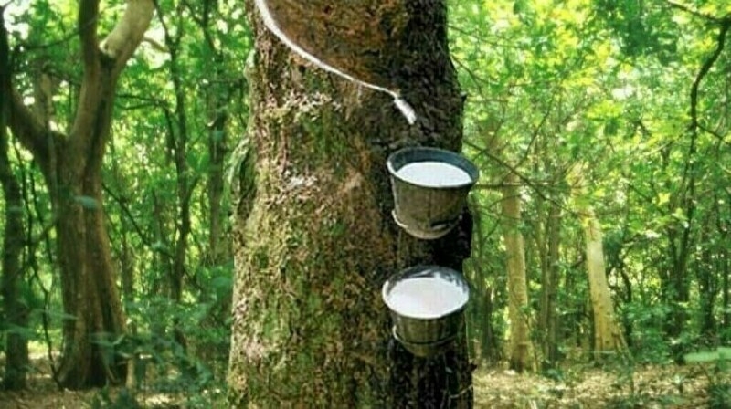 Japanese rubber futures snap four-day rally on softer China demand