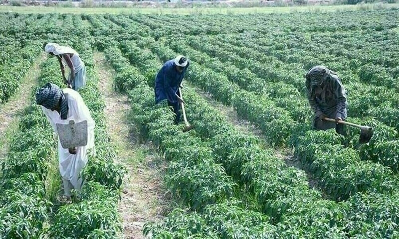PKI urges govt to set up Agri Price Commission, Agri Export Authority