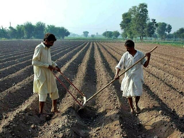 Punjab's outdated mandi system hurting small farmers: think tank
