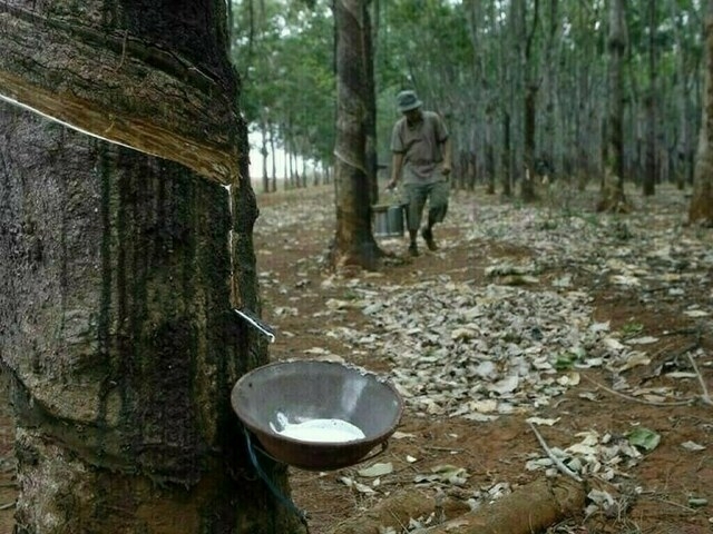 Japanese rubber futures dip on supply woes