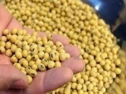 Corn, soybeans slip on profit-taking, favourable Midwest weather