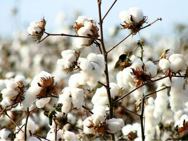 Weekly Cotton Review: Market shows signs of stability