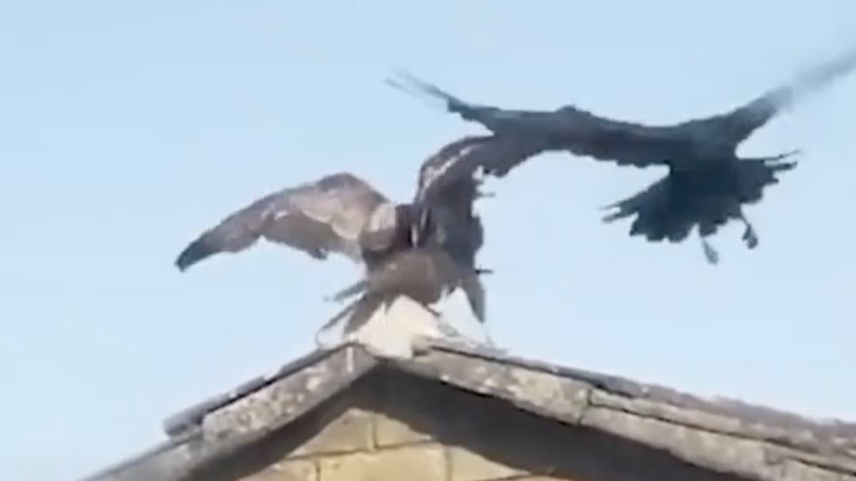 Moment dive-bombing buzzard that has terrorised village tries to get into house before being attacked by magpies and crows