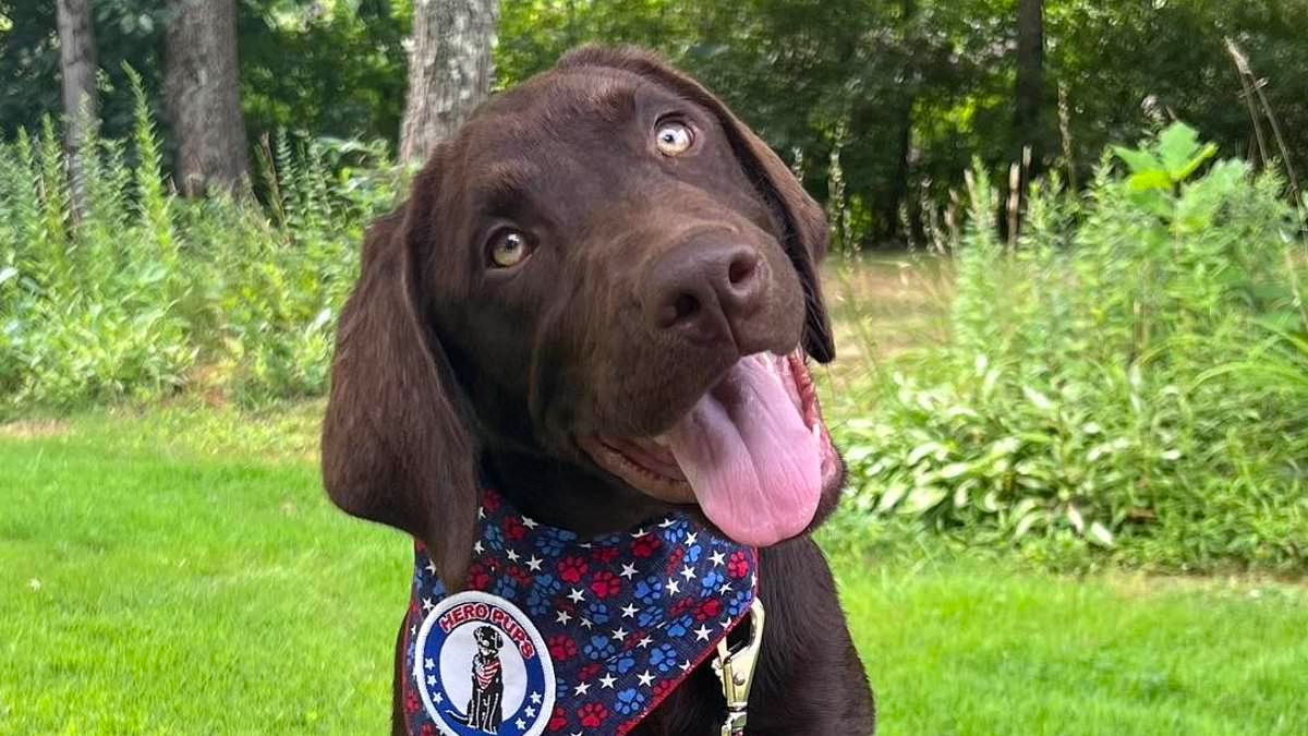 Maine's first official comfort dog is found dead in sweltering hot state vehicle