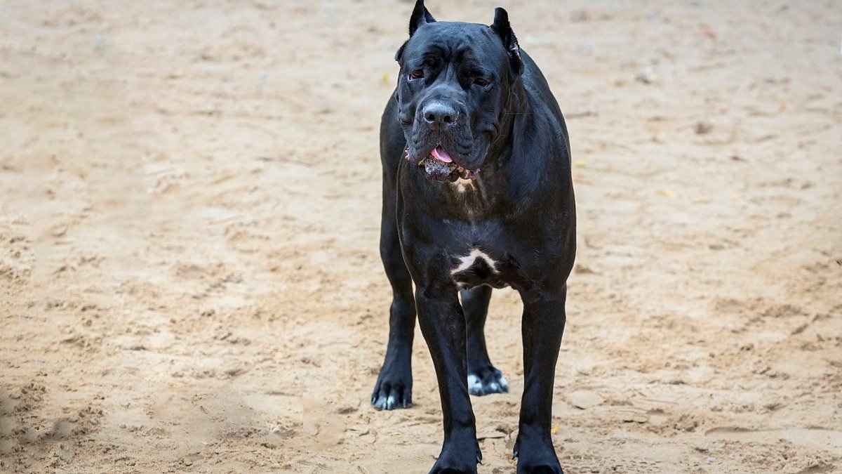 Teacher, 26, whose Cane Corso bit a baby is fined and ordered to muzzle dog