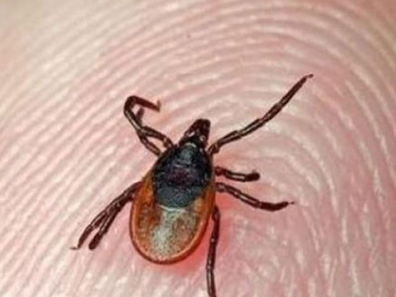 Congo virus claims three lives in K-P