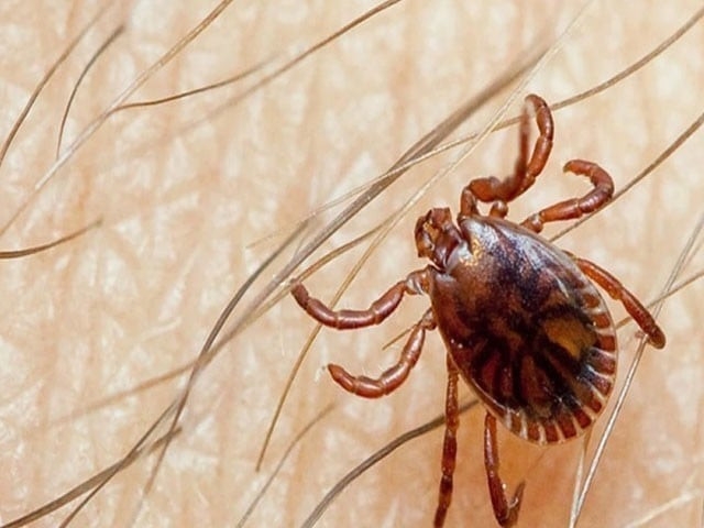 Second Congo virus death reported in Malir