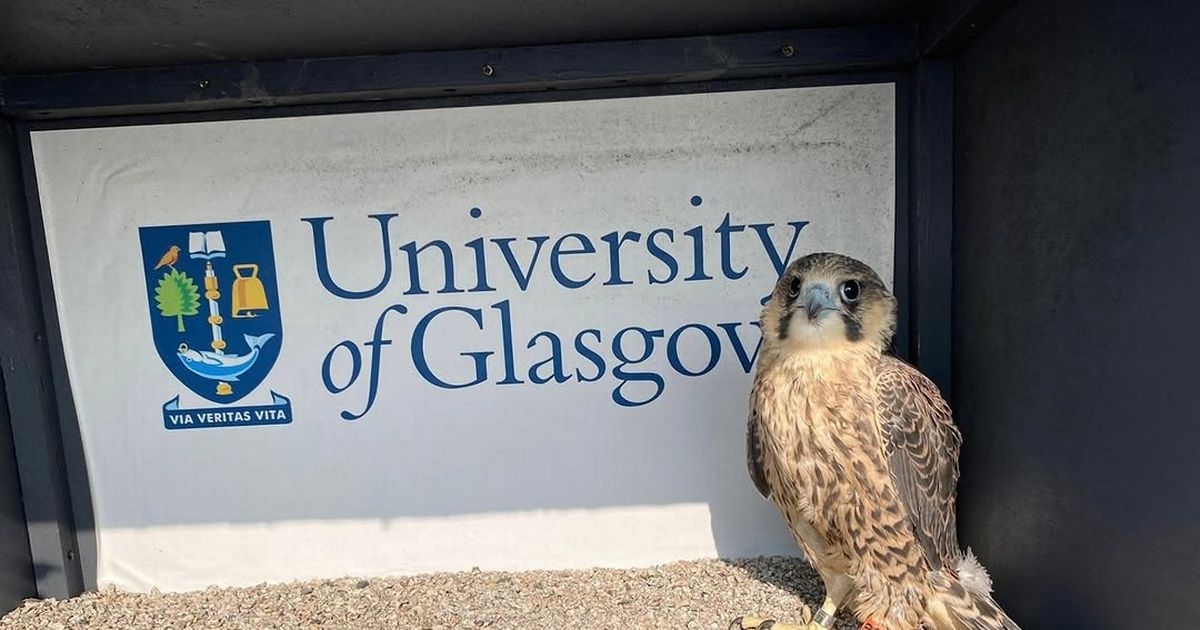 Peregrine Falcon chick living on iconic Glasgow building dies after 'bird flu' scare