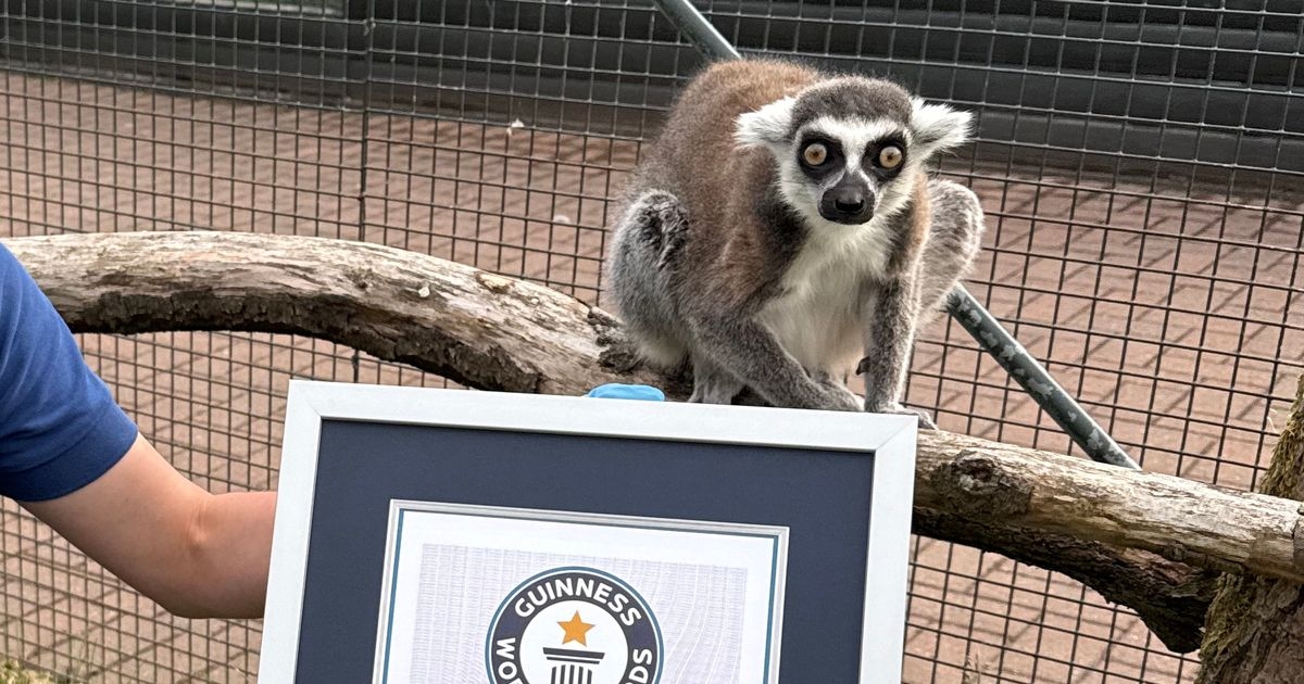 Adorable lemur at Scottish zoo makes history as he is crowned 'world's oldest'