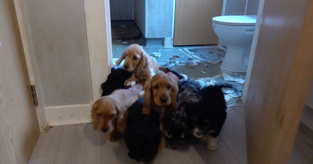 Victims of illegal puppy trader open up on heartbreak of desperate attempt to save dogs