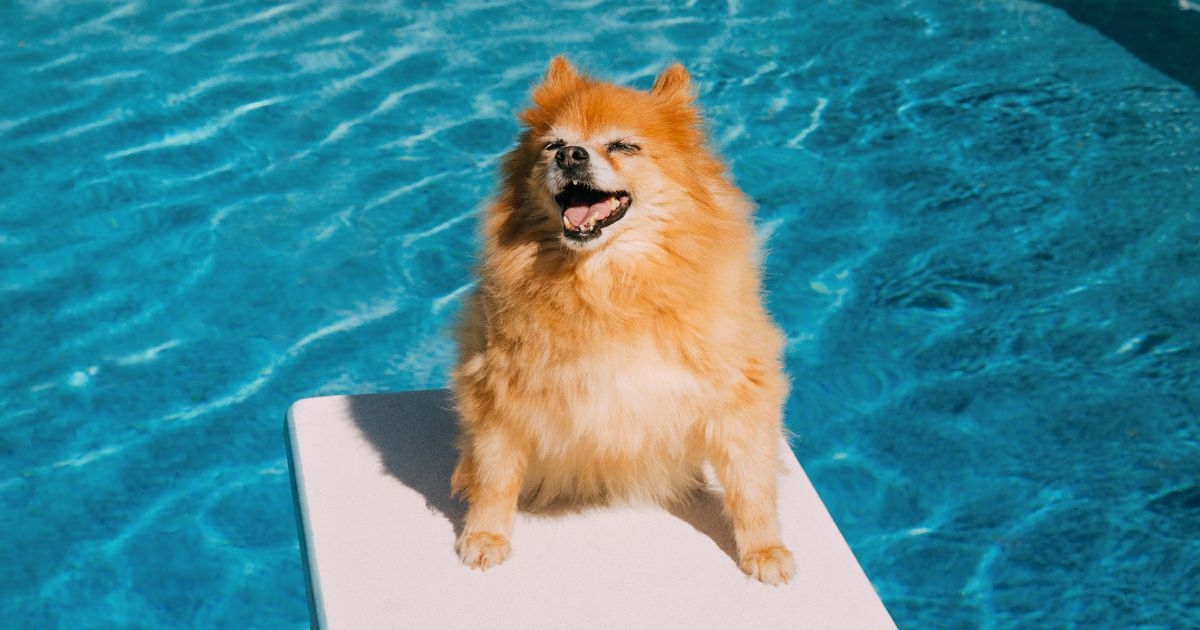 This one thing can 'make a big difference' in cooling your dogs this summer