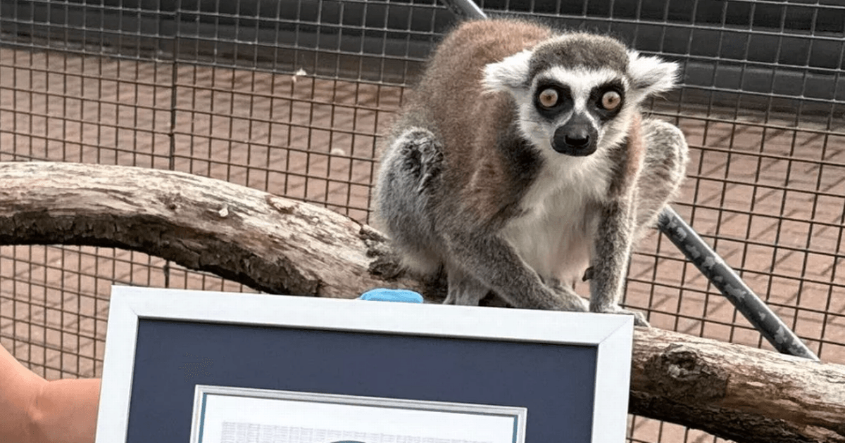 Lemur at West Lothian zoo breaks world record and becomes 'world's oldest'
