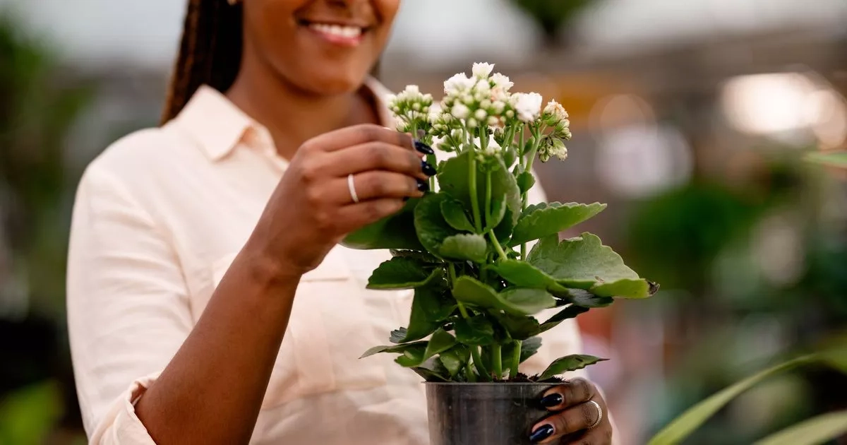 UK households told to put plants by windows and doors as June heats up